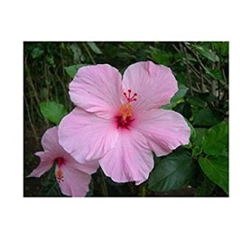 Hibiscus-Pink